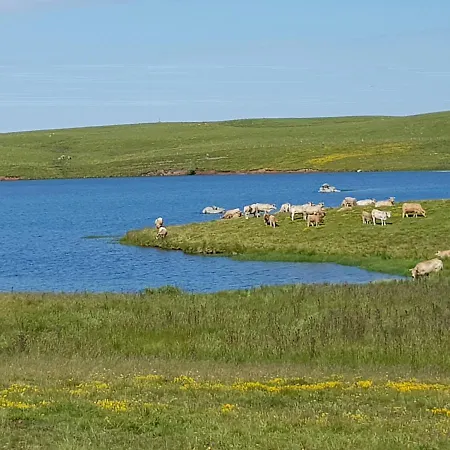 Aubrac Brameloup